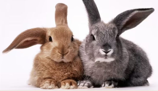 Bunny vs. Rabbit: Is There a Difference?