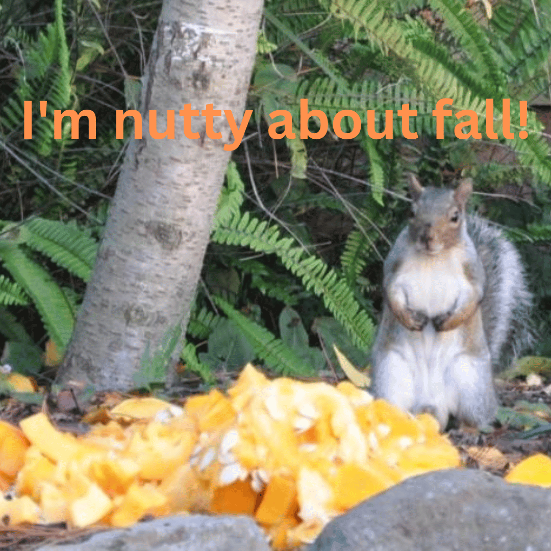 Fall 2024 Weather Outlook: What to Anticipate in Ontario