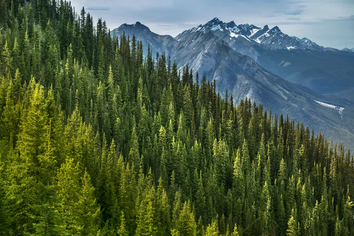 Leslie Dart: Meet the Woman Who Planted Over 370K Trees in Canada