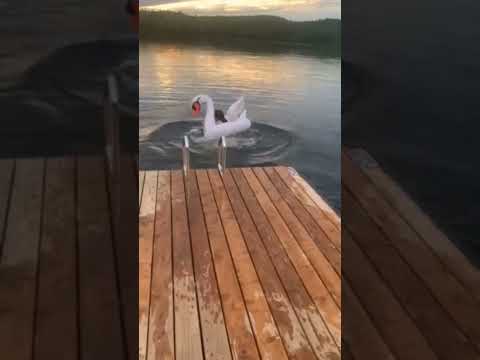 giant swan pool float Canada inflatable summer pool toy