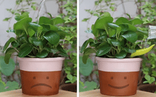 Leaflow Pot Watering Funnel